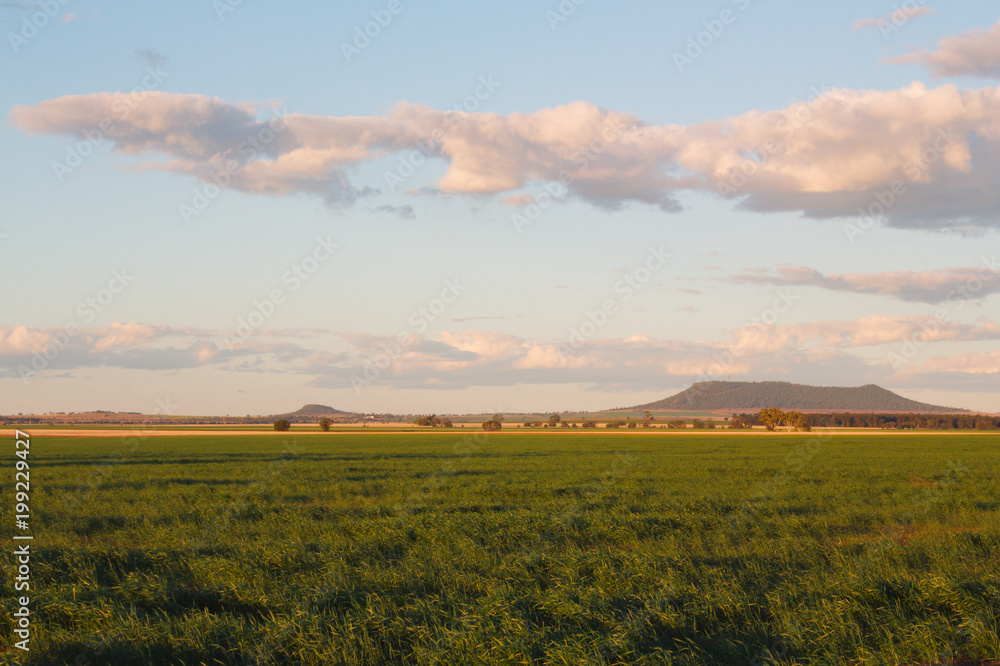 Young wheat crop on the Bellata Plains