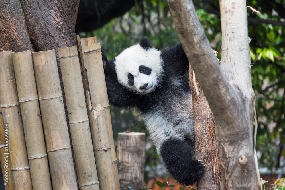 Obraz premium Panda cub playing in a tree, Chengdu, China