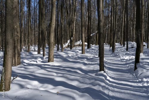 Графика линий. Солнечный день в зимнем лесу. © kedrova