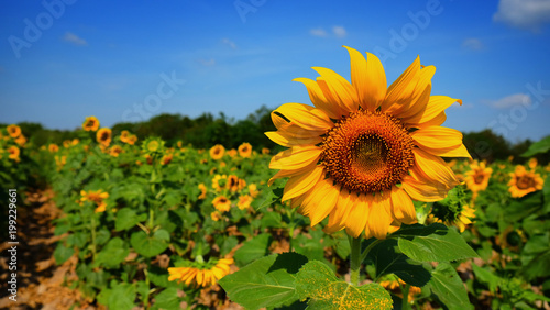 Sunflower feild for harvest seed on winter season on thailand photo