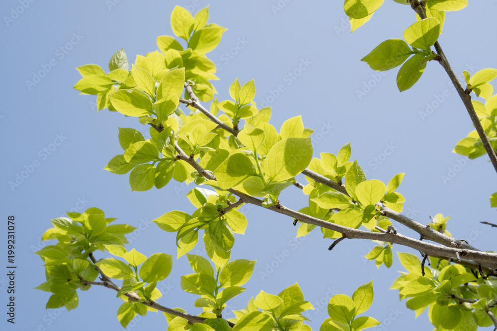 Obraz premium 柿の葉の新緑