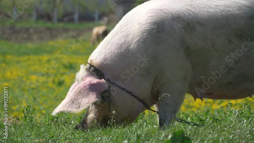 A pig eating grass 