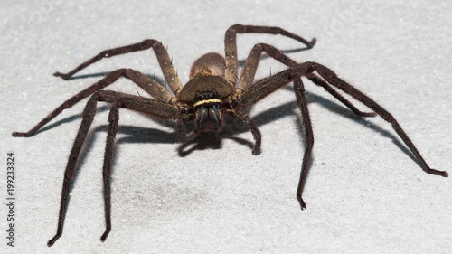 Spider wolf on the wall in home at thailand