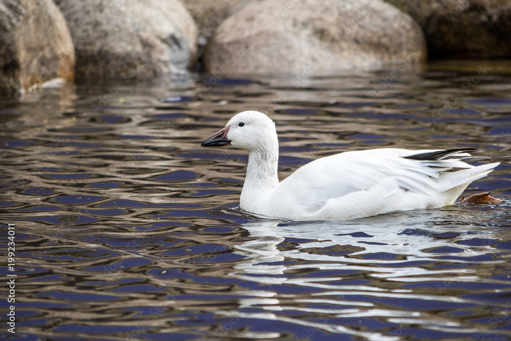 snow goose swim in the pond