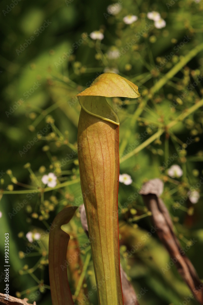 食虫植物（サラセニアレウコフィラ）