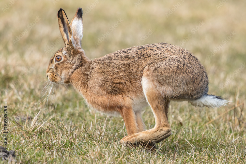 Fototapeta premium feldhase