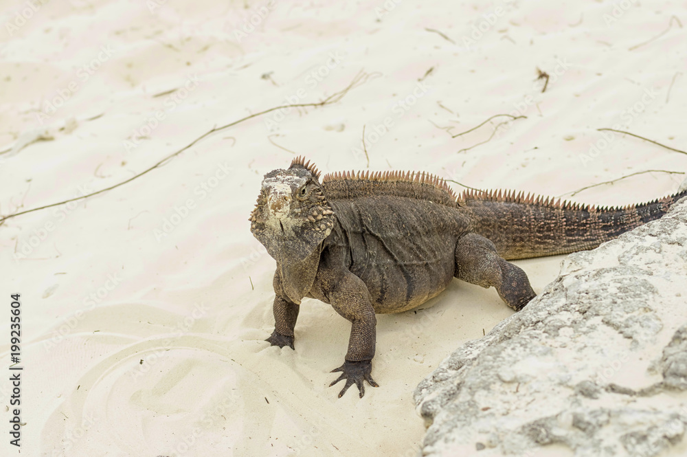 Fototapeta premium Large scaly Iguana close-up against a background of sand