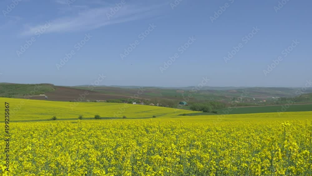Rapeseed fields in Transylvania Rapeseed fields in Transylvania