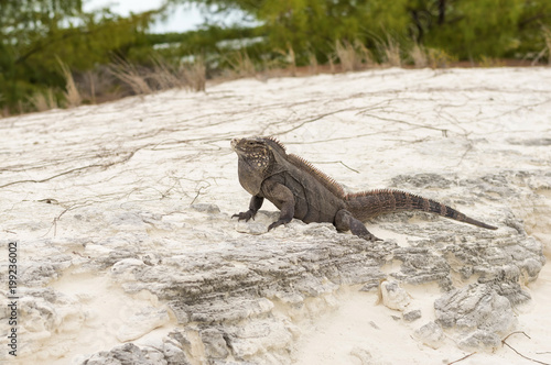 Fototapeta Naklejka Na Ścianę i Meble -  Large scaly Iguana close-up against a background of sand