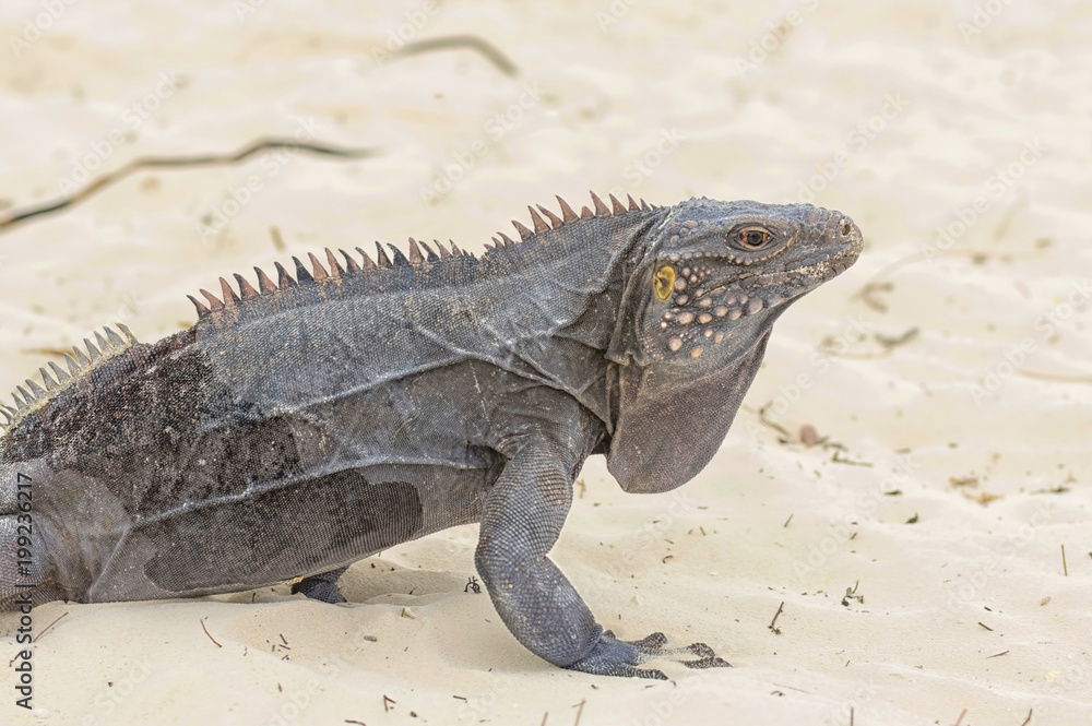 Fototapeta premium Large scaly Iguana close-up against a background of sand