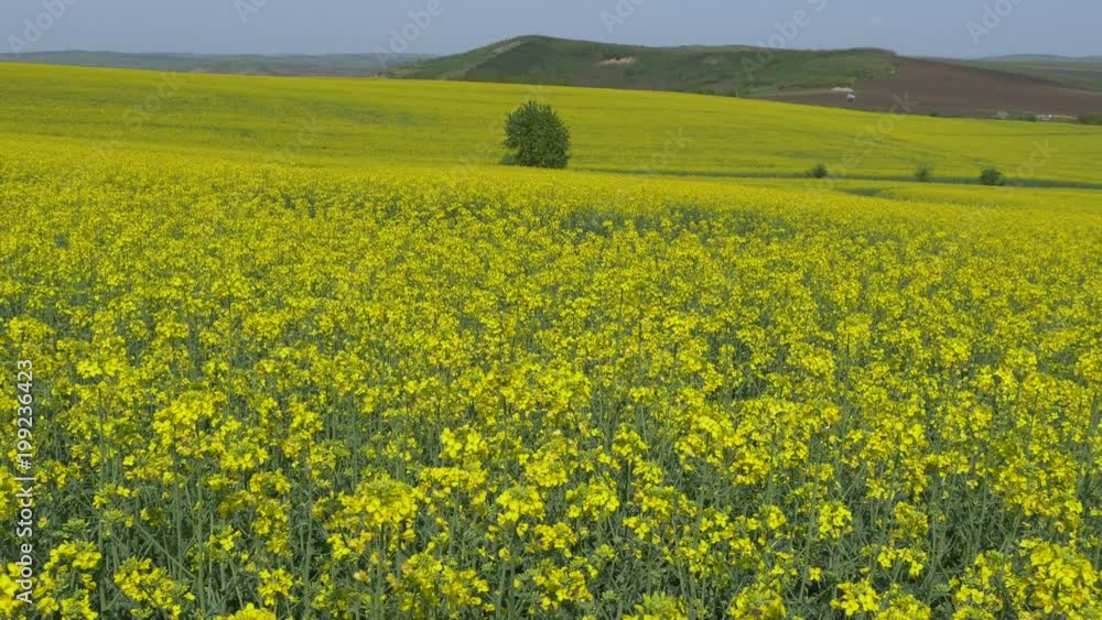Panoramic view of a rapeseed field Panoramic view of a rapeseed field