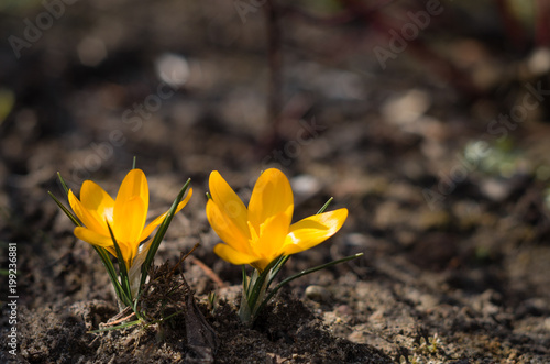 Yellow crocus flower growing up in the ground, spring day