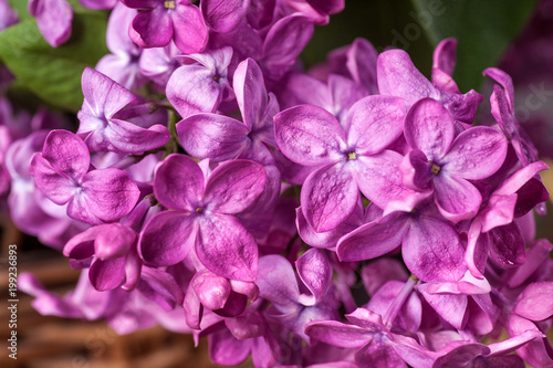 Lilac flowers background © Igor Syrbu