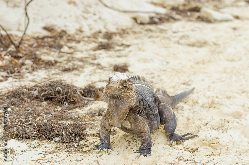Fototapeta premium Large scaly Iguana close-up against a background of sand