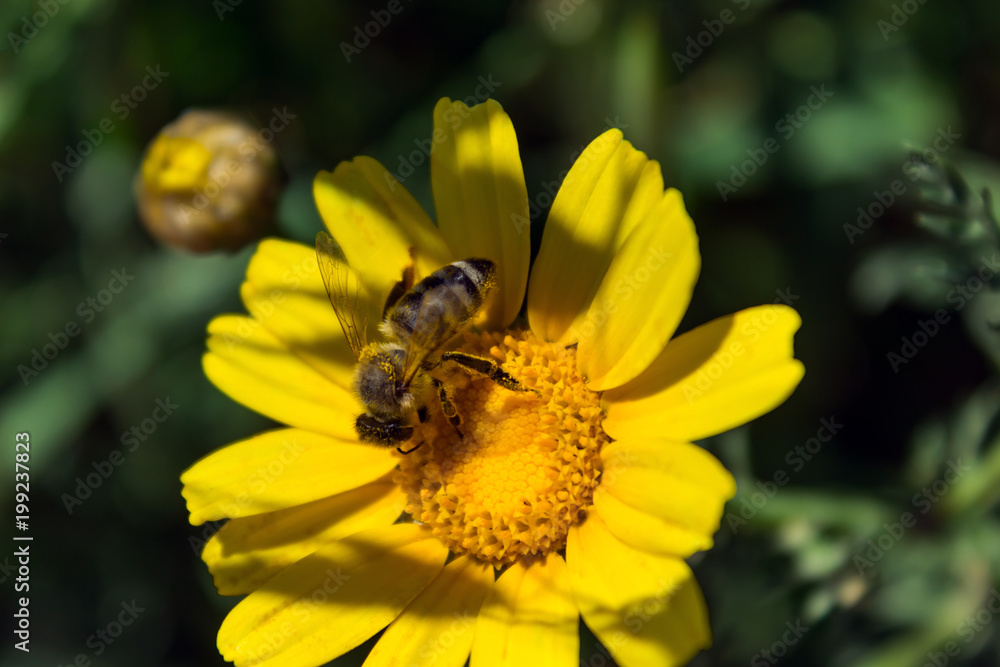 Bee on the chamomile flower. Sunny day. Spring Bee on the chamomile flower. Sunny day. Spring