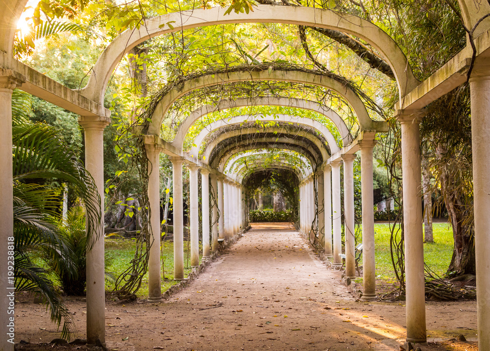 Obraz premium Parkway in Rio de Janeiro Botanical Garden, Brazil