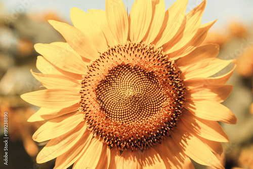 Fototapeta Naklejka Na Ścianę i Meble -  Sunflower closeup