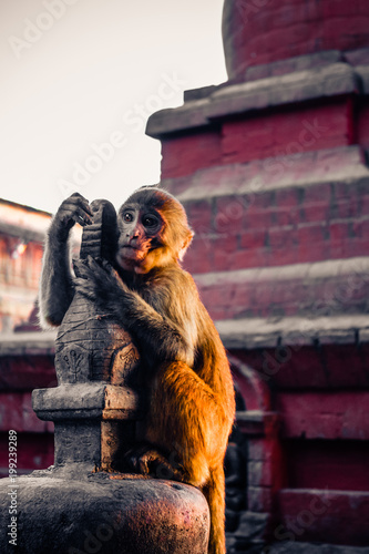 Tableau sur toile Macaque monkey at Swayambhunath Stupa (The Monkey Temple), Kathmandu, Nepal