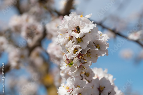 Flores de almedro con abeja polenización photo