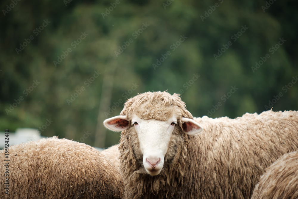 Cute funny happy sheep at outdoor garden nature field valley