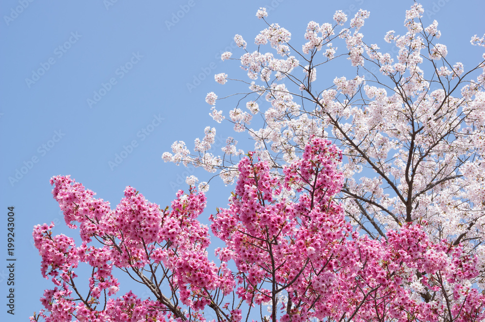 金刀比羅宮の桜　(香川県琴平町)