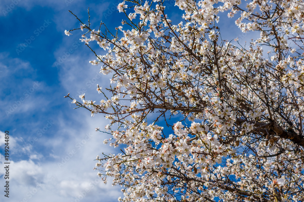 Almond blossom in early spring with blue sky in the background.