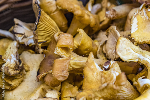 Pile of chanterelle mushrooms, selective focus. Chanterelle mushrooms displayed on the market, side view.