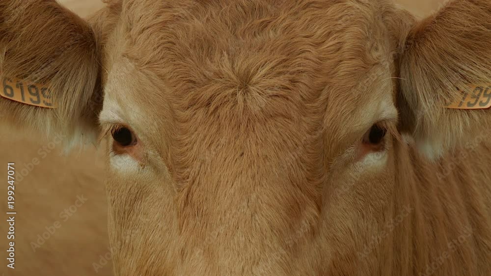 cow on farmland cow on farmland