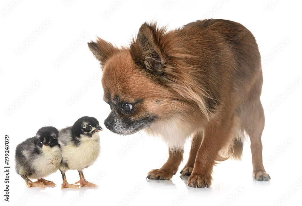 chihuahua and chicks chihuahua and chicks