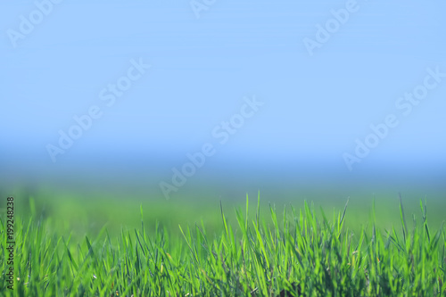 Beautiful and perfect green background by the fresh grass. With a blurry background and perspective.