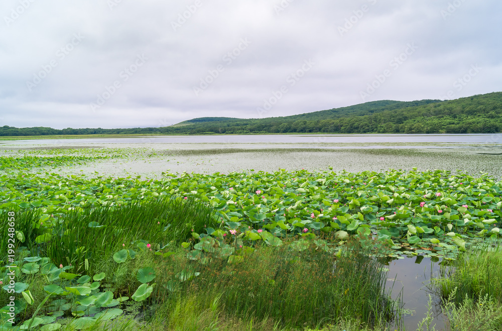 Lake with lotus flowers Komarova