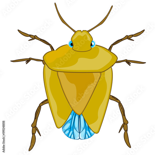 Bad insect bedbug