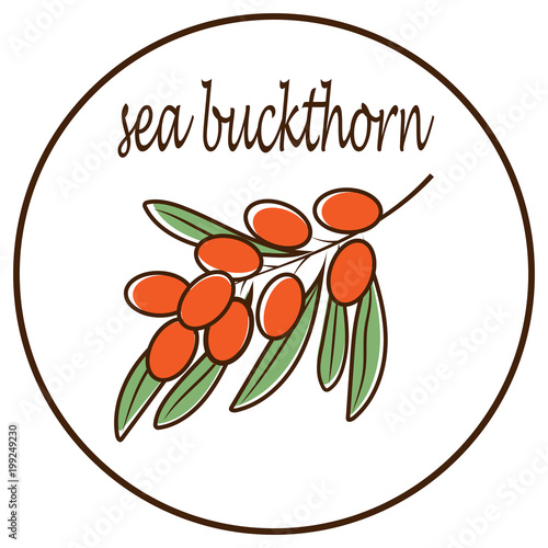 Sea buckthorn icon vector illustration
