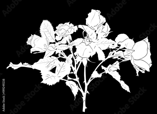 white rose flower sketch isolated on black