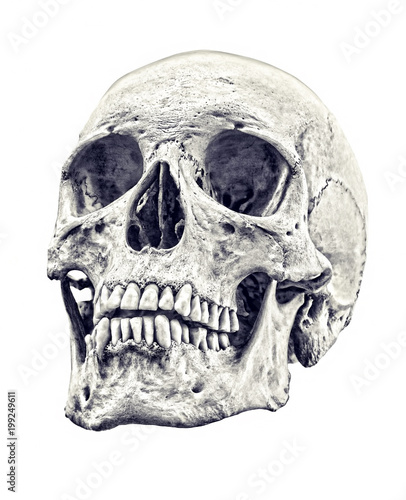 old skull sketch isolated on white