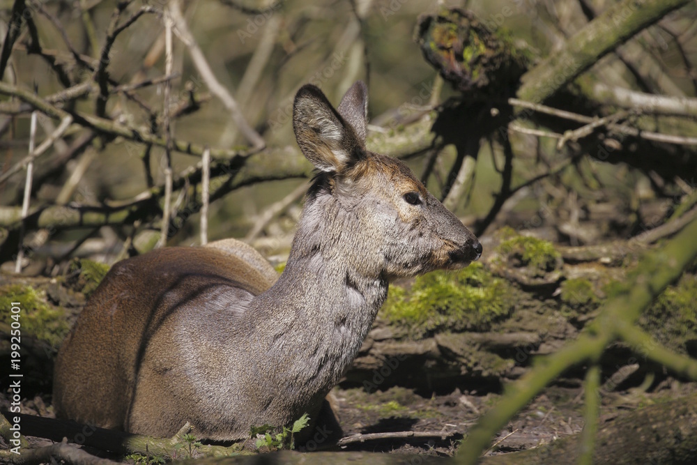 Il capriolo (Capreolus capreolus) nel bosco Il capriolo (Capreolus capreolus) nel bosco