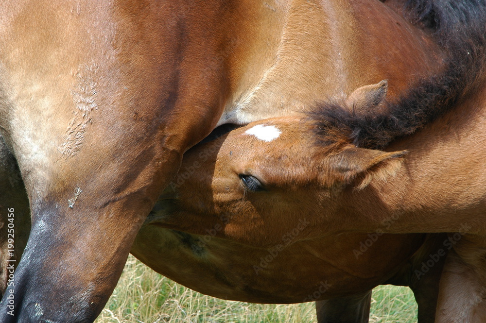 Obraz premium horse that is nursed