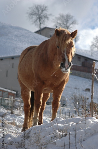horse in the snow