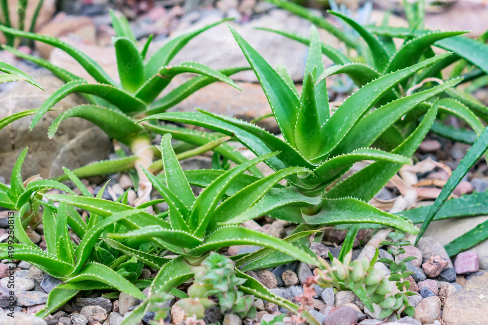 Obraz premium various sorts of aloe plants in green house
