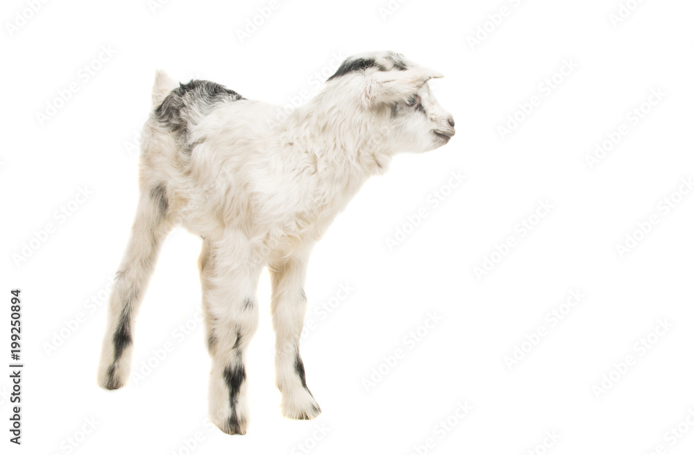 Obraz premium young goats isolated