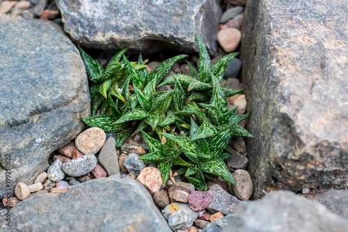 top view of Aloe variegata in pebbles and stones, natural background photo