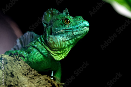 green iguana  close up portrait looking at you