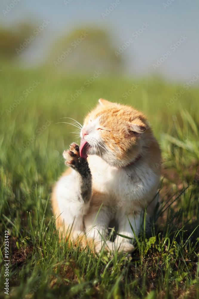 funny ginger cat tongue licking filthy hands on a green spring meadow funny ginger cat tongue licking filthy hands on a green spring meadow