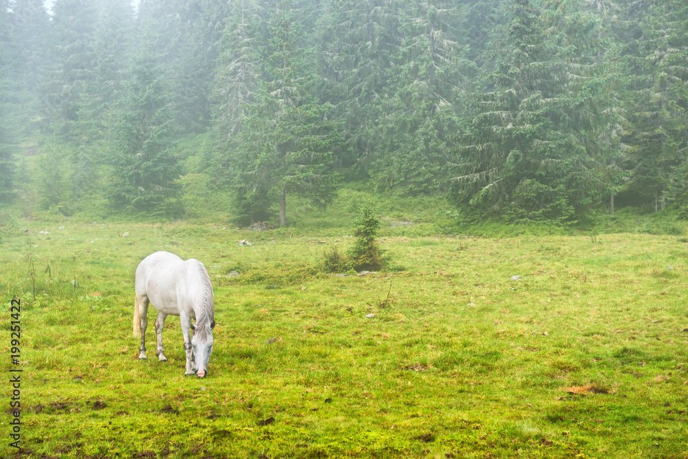 Fototapeta premium White horse grazing on a green field with fog