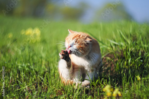 ginger cat washes his filthy hands on a green spring meadow © nataba