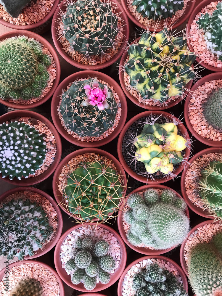 Close-up pink succulent and cactus flower beautiful hobby hipster plant decoration in house. Close-up pink succulent and cactus flower beautiful hobby hipster plant decoration in house.