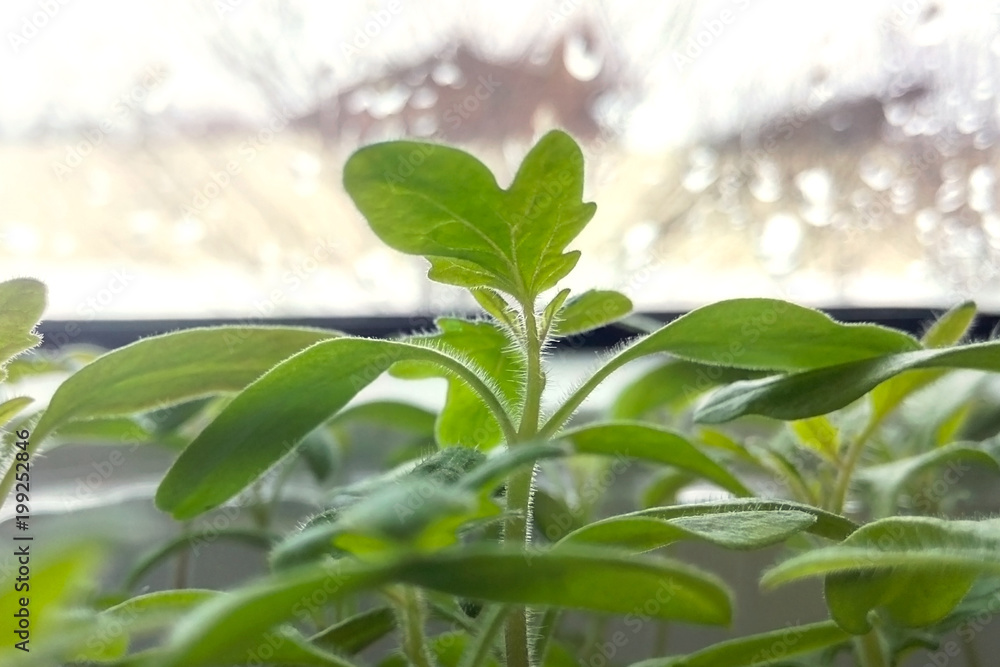 Green sprout in the window blurred background sunlight Green sprout in the window blurred background sunlight