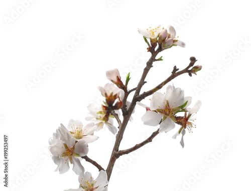 Fruit tree flowers blooming with twig, branch, isolated on white background