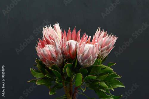 Red protea flower on black background