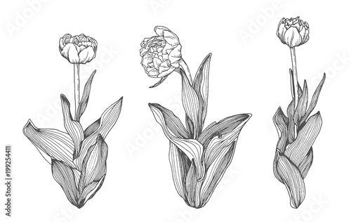 Spring tulip flower hatching set, black hand drawn monochrome etching botanical draft sketch isolated on white background. Vintage vector line art illustration.
